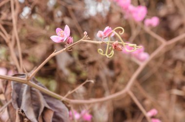 Eski tonda pembe çiçek