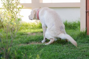 Sarı labrador Retriever yeşil çimlerde toplanıyor.