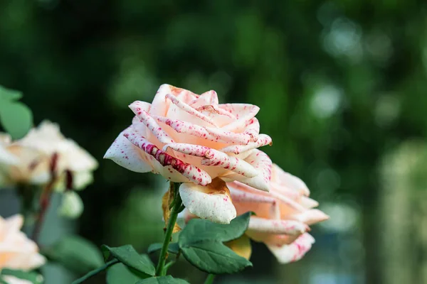 Närbild vacker ros med mjuk suddig fokus på grön bakgrund. Rosa ros på grön bakgrund för alla hjärtans dag. — Stockfoto
