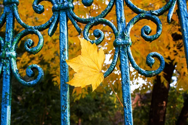 Żółty liść klonu utknął w starym, niebieskim ogrodzeniu. Jesienny nastrój, opadanie liści. — Zdjęcie stockowe