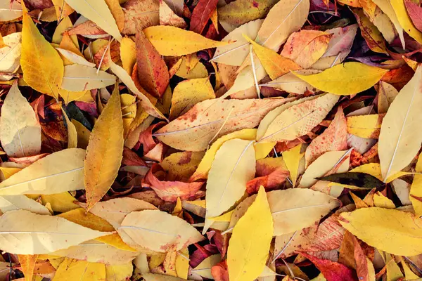 Jesienny żółty, czerwone liście dywan w ogrodzie lub lesie. Koncepcja jesiennego nastroju, przyrody i drzew. — Zdjęcie stockowe