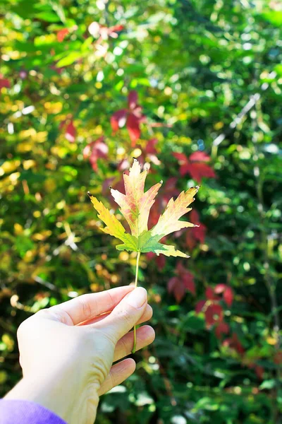Kobiecy ręka trzyma liść klonu na zielonym tle drzewa. Jesienny nastrój — Zdjęcie stockowe