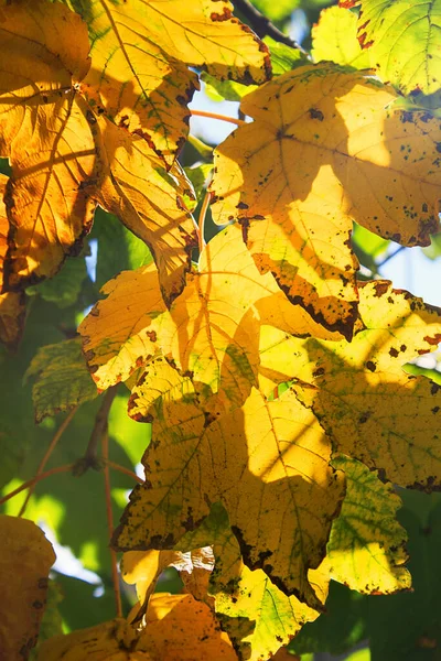 Jesienny żółty klon liście na drzewie w ogrodzie lub lesie z miękkim naciskiem. Pojęcie jesiennego charakteru — Zdjęcie stockowe