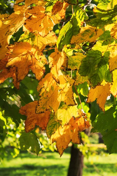 Jesienny żółty, zielony klon liście na drzewo w ogród czy las. Pojęcie jesiennego charakteru — Zdjęcie stockowe