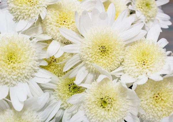 Bouquet Von Zarten Gelben Chrysanthemen Auf Weißem Holzgrund Valentinstag Grußkarte — Stockfoto