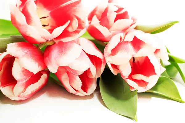 Bouquet of beautiful red and white tulips on white background. Greeting card for mothers day, easter