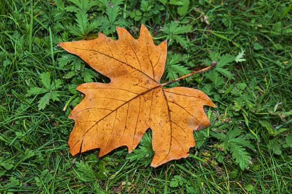 Zbliżenie Klon Jesienny Liść Bielezbliżenie Brązowy Klon Jesienny Liść Gteen — Zdjęcie stockowe