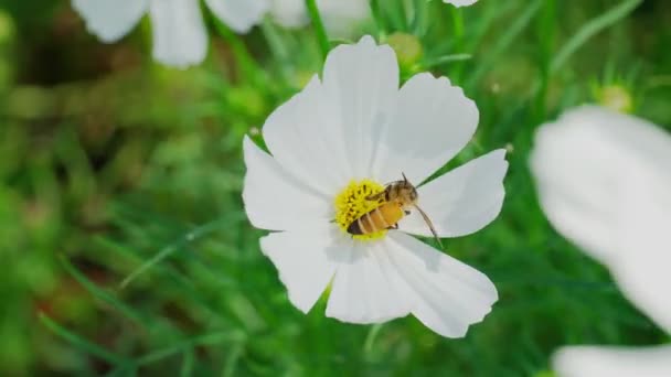 Les Abeilles Sucent Nectar Fleur Blanche Pollinisation Par Des Méthodes — Video