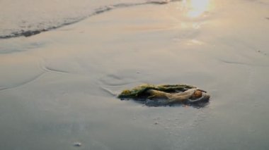 Plastik torba çöpü gün batımında sahilde dalgalarla yıkandı..
