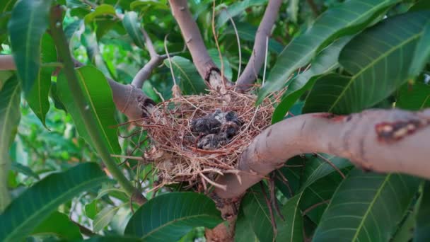 赤ん坊の鳥の遺骨は巣の中で死んだ — ストック動画