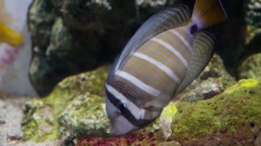 Akvaryumdaki akvaryum süslemeli balıklarda yüzen tang..