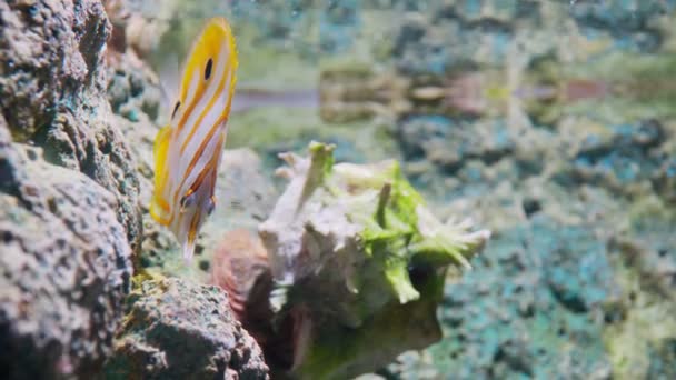 Butterflyfish Cobre Aquário Peixes Ornamentais — Vídeo de Stock