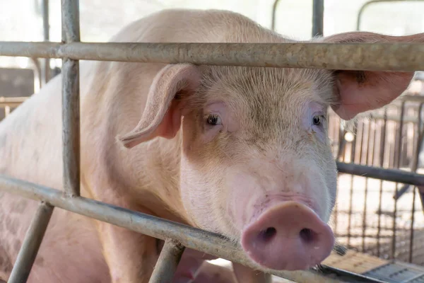 Gros Plan Des Reproducteurs Porcins Dans Une Cage Ferme Mise Images De Stock Libres De Droits