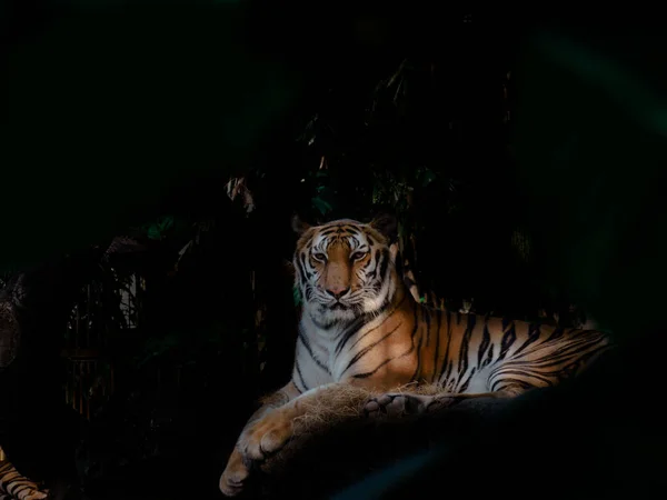 Бенгальский Тигр Лежал Камне Темной Ночи Лицензионные Стоковые Изображения
