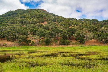 Fort Ord Ulusal Anıtı 'ndaki Islak Topraklar
