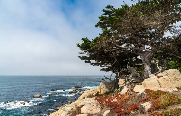 Mile Drive Küstenfront Pacific Groove — Stockfoto