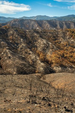 Los Padres Ulusal Ormanı, Orman Yangını