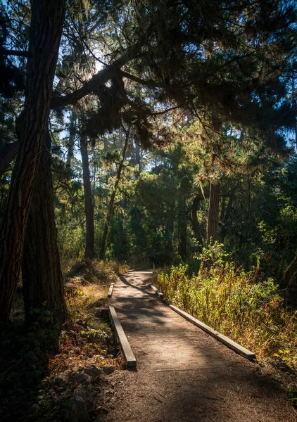 Sentier Randonnée Réserve Naturelle État Point Lobos — Photo