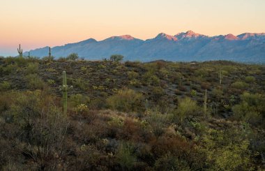 Güney Arizona 'daki Saguaro Ulusal Parkı' nda gün doğumu