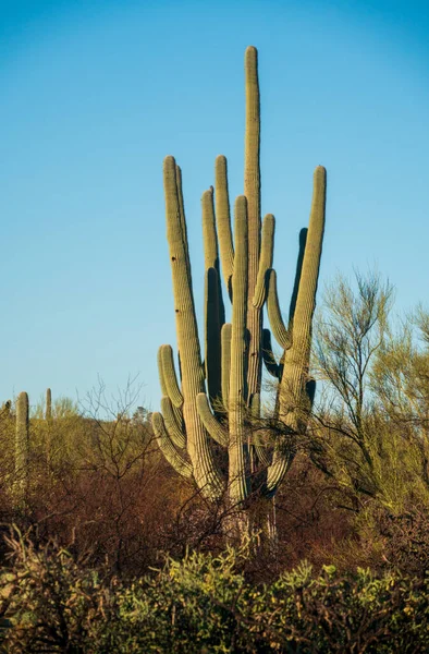 Kaktus Soluppgång Vid Saguaro Nationalpark Södra Arizona — Stockfoto