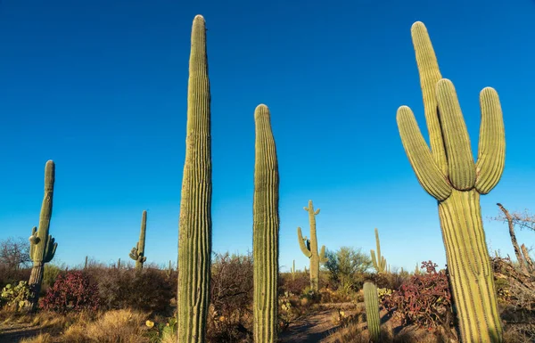 Kaktusar Nationalparken Saguaro Södra Arizona — Stockfoto