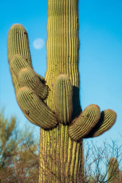 Kaktusz Saguaro Nemzeti Parkban Dél Arizonában — Stock Fotó