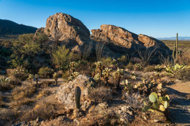 Güney Arizona 'daki Saguaro Ulusal Parkı' nda kaya ve peyzaj.