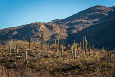 Güney Arizona 'daki Saguaro Ulusal Parkı