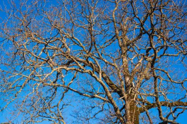 Arkansas 'taki Hot Springs Ulusal Parkı