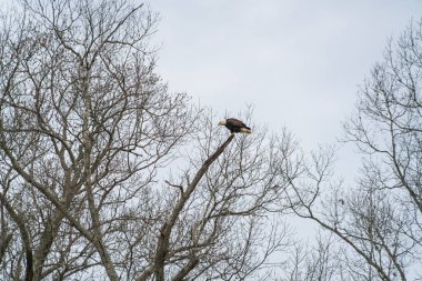 Bir Sonbahar Ağacında Kartal Tünemesi