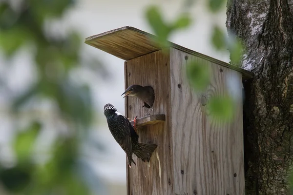 Starling sulla soglia di casa — Foto Stock