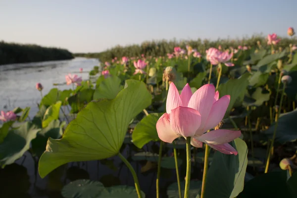 ile çiçek açan lotus peyzaj