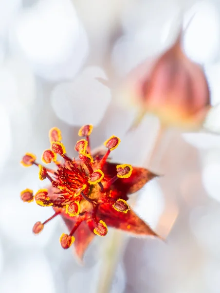 Flor comarum — Fotografia de Stock