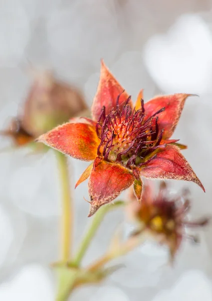 Comarum květ — Stock fotografie
