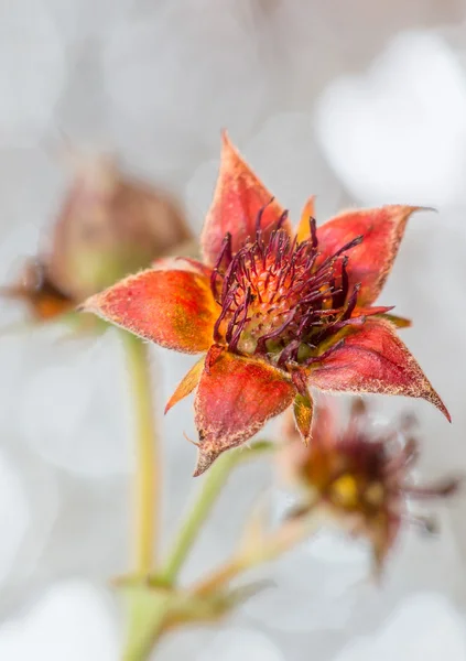 Flower Comarum — Stock Photo, Image