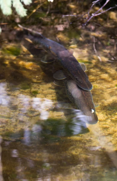 Spawning — Stock Photo, Image