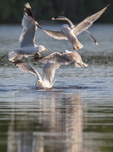 Caza de gaviota — Foto de Stock