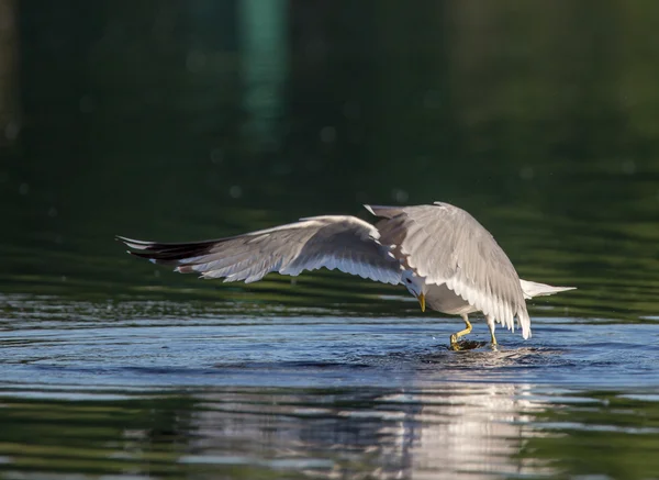 Caza de gaviota —  Fotos de Stock