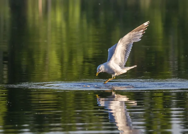 Caza de gaviota — Foto de Stock