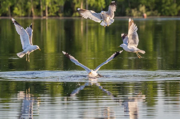 Caza de gaviota — Foto de Stock