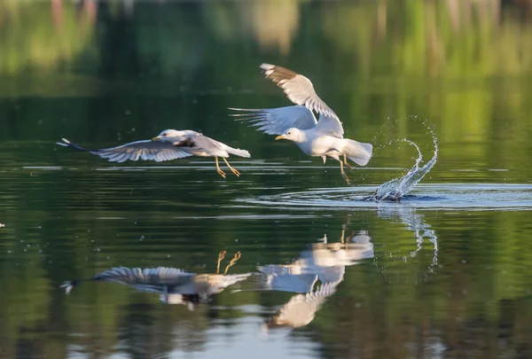 Pescăruș de vânătoare — Fotografie, imagine de stoc