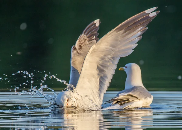 Vadászat sirály — Stock Fotó