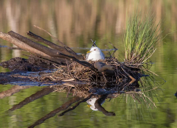 yuva üzerinde martı