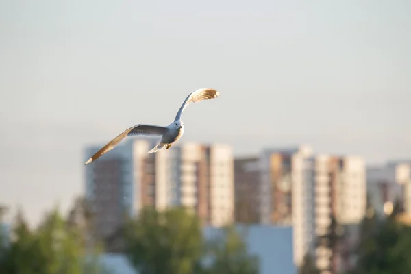 Zilvermeeuw — Stockfoto