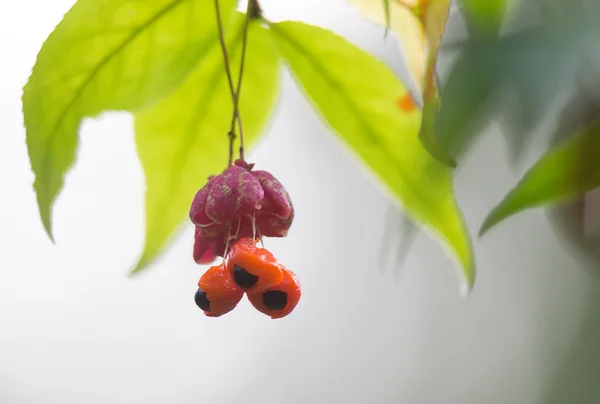 Euonymus — Stockfoto