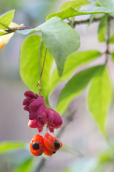 Euonymus — Stok fotoğraf