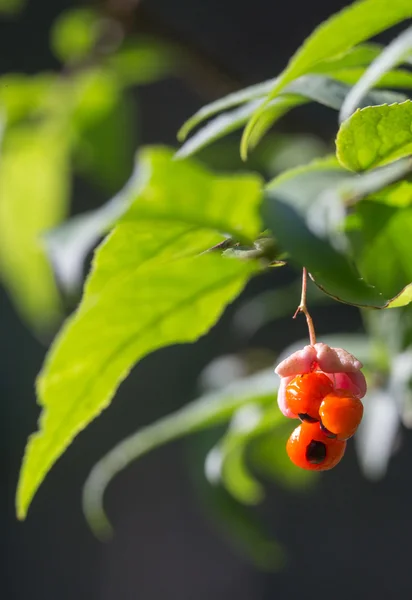 Euonymus — Foto de Stock