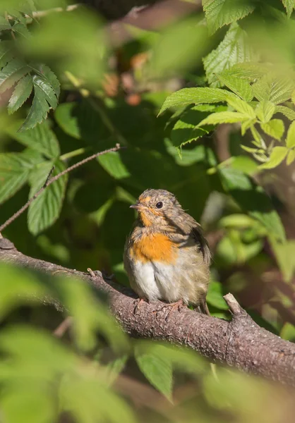 Robin europeo — Foto de Stock