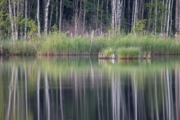 Waldspiegelung — Stockfoto