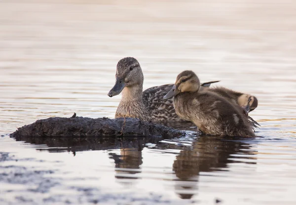 Kuikens — Stockfoto